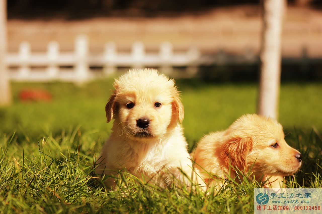 在家賺錢的方法之寵物寫真 在家賺錢的方法之寵物寫真