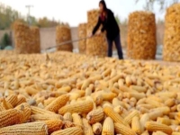 秋收結(jié)束，低成本創(chuàng)業(yè)做手工傳承官，讓很多人不外出打工，農(nóng)村創(chuàng)業(yè)把事業(yè)搞起來